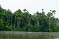 Lagune am Amazonas