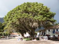Baum Andahuaylillas