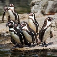 Humboldt-Pinguine auf Ballestas