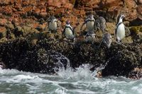 Wer traut sich - Humboldt-Pinguine auf Ballestas