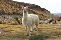 Alpaka im Hochland Perus