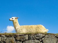 Lama, Machu Picchu