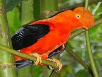Roter Felsenhahn, Andenklippenvogel