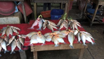 Piranas für die Pfanne