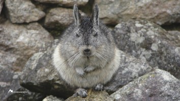 Viscacha